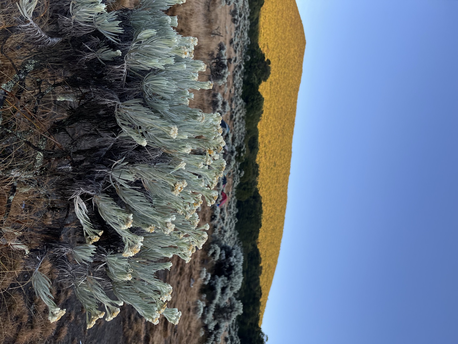 Edelweiss — bloom despite the altitude